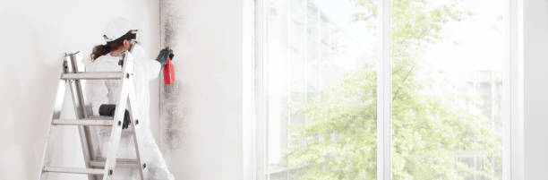 Best Mold Removal for HVAC Installations  in Prospect Heights, IL